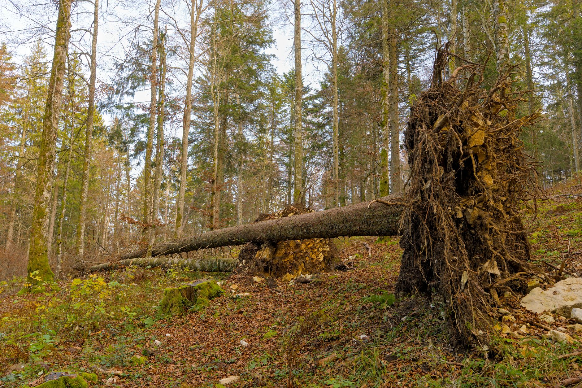 Enlèvement arbre urgence équipe à Chelles